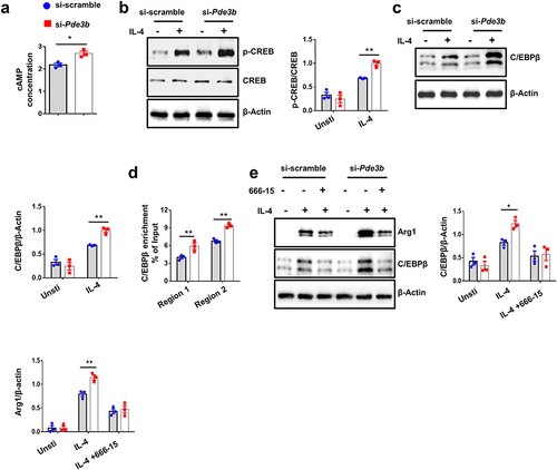 Figure 7 Pde3b knockdown enhances macrophage anti-inflammatory program by regulating PKA-CREB-C/EBPβ signaling. (a) ELISA analysis of cAMP in the culture supernatants of BMDMs transfected with scramble or Pde3b siRNA. (b) Western blot analysis of (p-)CREB expression in BMDMs before and after IL-4 stimulation. (c) Results for C/EBPβ expression in BMDMs with or without IL-4 stimulation for 24 h. (d) ChIP-qPCR was performed for C/EBPβ in the Arg1 promoter in scramble or Pde3b siRNA-transfected BMDMs following IL-4 stimulation. (e) Western blot analysis of C/EBPβ and Arg1 levels in scramble or Pde3b siRNA-transfected BMDMs under indicated culture conditions. Data were collected from three independent experiments (a-e). Values are expressed as mean ± SEM. Statistical significance was analyzed by unpaired Student’s t test. *p < 0.05; **p < 0.01. Unsti, unstimulated.