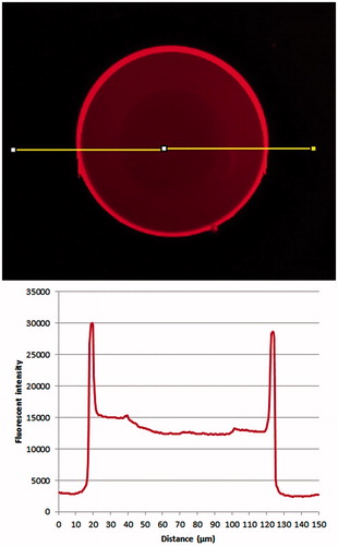 Figure 3. Beads loaded with Lys-Rhd: fluorescent image and fluorescence intensity profile along the line indicated on the image.