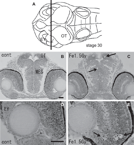 Figure 3. Histology of the iron-ion irradiated embryos at 24 h after irradiation (C, E) and that of nonirradiated embryos (B, D). Dorsal to top. The level is indicated in panel A, which shows the dorsal view of the embryo at stage 30. Arrows indicate clusters of dead cells exhibiting circular holes in the periventricular area of mesencephalon (arrow in C) and in the retinal neuron of the eyes (arrows in E). MES = mesencephalon; OT = optic tectum. Scale bar = 20 μm.