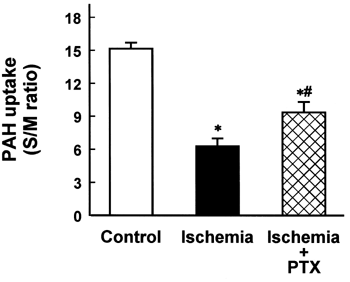 Figure 2. Effect of pentoxifylline (PTX) on p-aminohippurate (PAH) uptake by renal cortical slices in rabbits with ischemic acute renal failure. Data are mean ± SEM of nine animals in each group. *p < 0.05 compared with control; #p < 0.05 compared with ischemia alone.