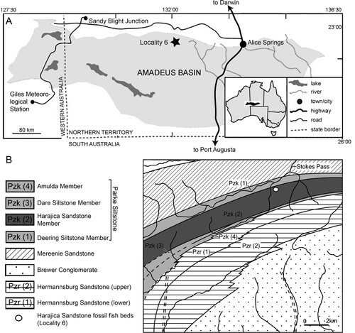 FIGURE 1. Locality maps for the fossil material described in this work. A, the Amadeus Basin of central Australia. All fossils were collected from locality 6 (redrawn from figure 1 in Young, Citation1985). B, geological map of western MacDonnell Ranges, NT, showing locality 6 about 2 km southwest of Stokes Pass (redrawn from figure 6 in Young, Citation1985). Abbreviations: Pzk, Paleozoic.
