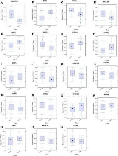 Figure 6 Identified the differentially expressed of 38 autophagy-related genes between COPD lung tissue samples and control lung tissue samples in GSE151052. (A–S) The box plot of differentially expressed genes between COPD and control, the 19 autophagy-related differentially expressed genes are remarkable difference (p<0.05).