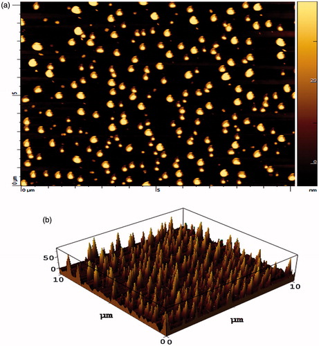Figure 2. AFM image of HEP NPs. (a) One dimension and (b) three dimension.