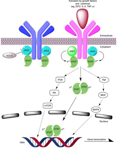 Figure 1 JAK/STAT pathway and potential therapeutic targets.