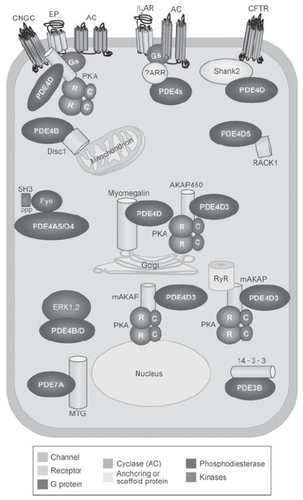 Figure 2 Schematic representation of the some of the complexes in which phosphodiesterases (PDEs) are involved in a hypothetical cell. Reprinted from with permission CitationConti M, Beavo J. 2007. Biochemistry and physiology of cyclic nucleotide phosphodiesterases: essential components in cyclic nucleotide signaling. Annu Rev Biochem, 76:481–511. Copyright © 2007. Annual Reviews www.annualreviews.org.