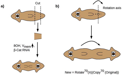 Figure 1. (a) Cutting a PT fragment from a WT worm and treating with 8OH, a depolarizing ionophore, or β-catenin RNAi yields a dose-dependent 2 H phenotype in which all structures anterior to the anterior-facing wound are duplicated. (b) This transformation resymmetrizes the A-P axis around a point at roughly 70% of the worm’s length, equivalent to acting with abstract operators “Copy70(π)(•)” and “Rotate70(•)” in sequence