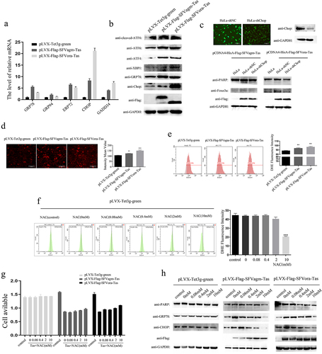 Figure 3. Tas of SFVagm and SFVora increased the expression of Foxo3a by activating ROS generation and ERS. Endoplasmic reticulum stress (ER stress) pathway-related proteins were activated in SFVagm and SFVora Tas-overexpressing stable cell lines as determined by RT-PCR (a) and WB analysis (b). The stable cell line HeLa-shChop with Chop knockdown was verified and HeLa-shNC was used as a mock group (upper panel). Without Chop expression, the apoptosis and Foxo3a expression induced by either SFVagm or SFVora Tas were all rescued to varying degrees (lower panel), and the scale bars in images of microscope represent 20 µm (c). The DHE (dihydroethidium) assay of ROS generation increased by Tas of SFVagm or SFVora was detected by fluorescence microscopy (left) and the density statistics were calculated (right), and the scale bars in images of microscope represent 20 µm. All data are presented as the mean ± SD (n = 3). *p < 0.05, **p < 0.01, ***p < 0.001 (d). The DHE (dihydroethidium) assay of ROS generation induced by Tas of SFVagm or SFVora was confirmed by flow cytometry (left) and the density statistics were calculated (right). All data are presented as the mean ± SD (n = 3). *p < 0.05, **p < 0.01, ***p < 0.001 (e). The impact of N-Acetyl-L-cysteine (NAC, used for ROS elimination) of different concentration gradients (0 mM, 0.08 mM, 0.4 mM, 2 mM, and 10 mM) on ROS generation was tested by flow cytometry (left) and the density statistics were calculated (right) to show the decrement of ROS induced by NAC. All data are presented as the mean ± SD (n = 3). *p < 0.05, **p < 0.01, ***p < 0.001 (f). The cell proliferation inhibition effect of NAC of different concentration gradients (0 mM, 0.08 mM, 0.4 mM, 2 mM, and 10 mM) on the SFVagm or SFVora Tas-overexpressing stable cell lines was verified by MTT assays (g). The cell apoptosis and ER stress regulation induced by Tas of SFVagm or SFVora was rescued with the increasing of NAC concentrations (h).