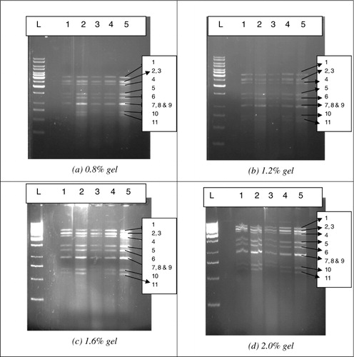 Figure 1. AGE showing segments of rotavirus from five positive samples (a) 0.8% gel, (b) 1.2% gel, (c) 1.6% gel and (d) 2.0% gel.