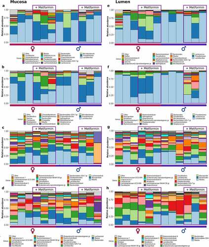 Figure 2. Microbiome composition at different sites of high-fat diet-fed mice at the genus level – top 20 genera are shown. Mucosal layer: (a) proximal small intestine; (b) distal small intestine; (c) cecum; (d) colon. Luminal content layer: (e) proximal small intestine; (f) distal small intestine; (g) cecum; (h) colon. Samples representing mice receiving metformin treatment are highlighted. Red and blue bars under each plot indicate females and males, respectively.