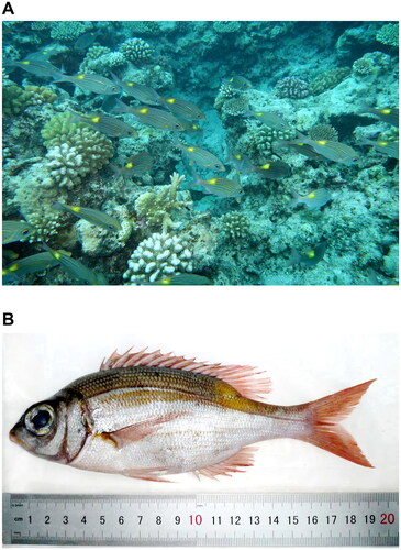 Figure 1. Specimen of Gnathodentex aureolineatus (Lacepède, 1802). (A) G. aureolineatus found in the coral reefs off Triton Island, Xisha, China (JH Yang and YL Gao). (B) Fixed specimen (ML Guo).