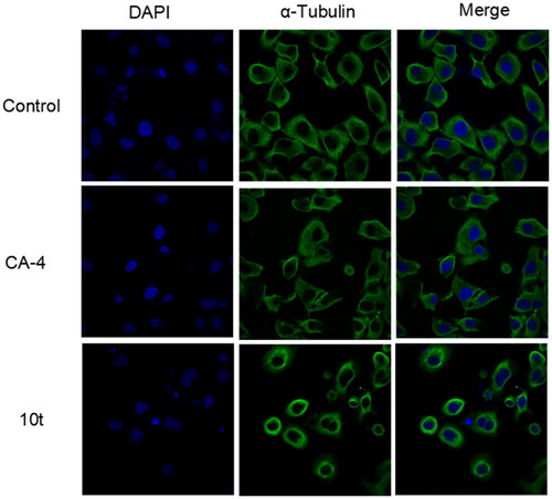 Figure 4. Effects of 2-fold IC50 CA-4 and 2-fold IC50 10t on the cellular microtubule networks of Hela cells by immunofluorescence assay. Microtubules and unassembled microtubule proteins stained with α-tubulin primary antibody and FITC secondary antibody, shown in green, and nuclei stained with DAPI, shown in the blue colour.