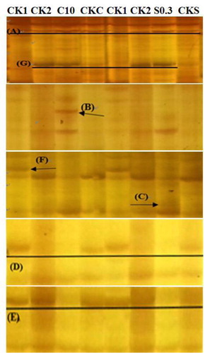 Figure 2. Seven differential expression patterns were used to analyze the drought resistance response induced by exogenous SA and CaCl2 in tomato. (A) Expressed in all groups; (B) induced by combination of drought and CaCl2 (expressed in C10 only); (C) induced by combination of drought and SA (expressed in S0.3 only); (D) repressed by drought stress (expressed in CK1, CKC and CKS); (E) repressed by combination of drought and exogenous substances (expressed in CK1, CK2, CKC and CKS); (F) repressed by drought or exogenous substances (expressed in CK1 only); and (G) induced by drought stress (expressed in CK2, C10 and S0.3).