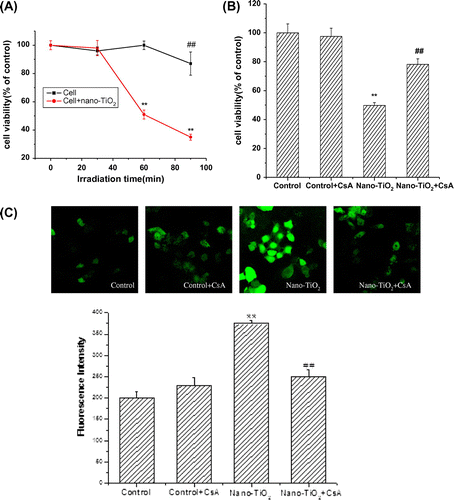 Fig. 1. Effects of MPT pore in nano-TiO2-induced cell viability and ROS formation of HaCaT cells.Notes: Effects of MPT pore in nano-TiO2 induced-(B) cell viability and (C) ROS formation of HaCaT cells. Cells were treated with 200 μg/mL nano-TiO2 only, or pretreated with CsA (10.0 μM) for 30 min, followed by treatment with 200 μg/mL nano-TiO2. Control was received culture medium only. All samples were irradiated with the UVA light for 1 h and then cultured for 24 h. Results are expressed as mean ± SEM of at least four different experiments (**p < 0.01 represents the comparison with the control group; ##p < 0.01 represents the comparison with the nano-TiO2 group).