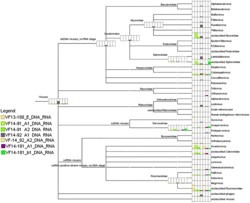 Figure 2. MEGAN taxonomic analysis displaying a viral genera comparison between all seven samples. VF14-181 A1 and B1 (*) represent unaffected samples. Bars located next to each taxon are proportional to the total number of contigs assigned to each category from sequencing runs.