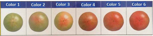 Figure 4. Color classification standards for fresh “Momotaro” tomatoes adopted by JA ZEN-NOH Aomori.