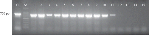 Figure 1. PCR analysis of DNA isolated from the leaves of transformants. Transformation was made with the Agrobacterium EHA105 carrying the binary vector plasmids pCAMBIA1302. Agarose gene electrophoresis of PCR amplification was performed with primers of the kanamycin resistance gene, neomycin phosphotransferase NPT-II. C, plasmid DNA; M, DNA size marker. 1–11: transformants, 12–15, non-transformants. DNA was isolated by FTA PlantServer Card (Whatman, Tokyo, Japan).