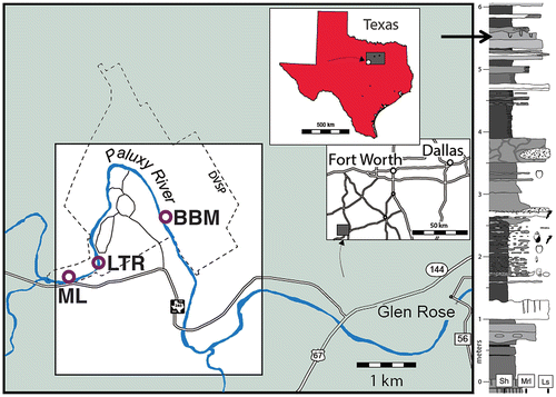 Figure 1. Locations and stratigraphic setting of the Diplocraterion Bed in the Glen Rose Formation. (a) Selected area of Dinosaur Valley State Park (denoted by dashed boundary) and Paluxy river outcrops within the context of Texas (USA), with LowT/Riverbend Cliff site (LTR), McFall Ledge (ML), and Buckeye Branch Mouth (BBM) outcrops indicated. (b) Glen Rose Formation stratigraphy in the study area, with Diplocraterion bed (arrow) indicated; stratigraphic profile based on relative amounts of shale (Sh), marly limestone (Mrl), and limestone (Ls).Note: Figure adapted from Dattilo et al. (Citation2014); see the same for details on Glen Rose Formation stratigraphy.