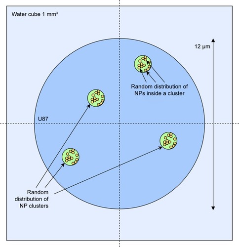 Figure 2 Scheme of the geometry that was modeled in the simulator; each volume material was set to G4_WATER except for the NPs that were either gold or iron structures.Abbreviation: NPs, nanoparticles.