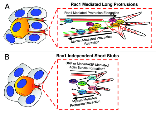 Figure 2. Molecular regulation of formation of long and short protrusions in melanoblasts migration in epidermis during mouse embryogenesis. (A) Rac1 positively regulates the frequency of initiation of long pseudopods, which promote migration speed and allow cells to change their direction of migration. Scar/WAVE and Arp2/3 complex drive actin assembly (red line) for long pseudopod extension, which also depends on microtubule dynamics (green line). Myosin contractility balances the extension of long pseudopods by effecting retraction and allowing force generation for movement through the complex 3D epidermal environment. (B) Short stubs are initiated in a Rac1 independent manner, which is also independent of Arp2/3 complex and microtubules. Short stubs may be initiated by another Rho GTPases such as RhoA or Cdc42 via DRFs or Mena/VASP family proteins. However, none of these alternative mechanisms can produce enough power to oppose myosin contractile activity to drive elongation of short protrusions into long protrusions. melanoblasts are painted with orange and surrounding keratinocytes are colored with gray.