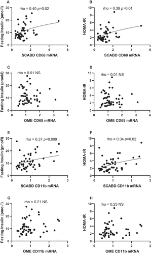 Figure 2. Relationships between subcutaneous abdominal CD68 (panels A and B) and CD11b (panels E and F) mRNA levels or omental CD68 (panels C and D) and CD11b (panels G and H) mRNA levels and fasting insulin levels (left) and HOMA-IR (right). For abbreviations, see legends to Figure 1 and Table 1.