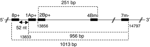 Figure 1.  Relative positions of the pan-coronavirus oligonucleotide primers of Stephensen et al. (Citation1999), which are situated in the RNA-dependent RNA-polymerase encoding region of gene 1. The five-figure numbers in the smallest font size correspond to the nucleotide positions from the 5′ end of the IBV Beaudette genome. Dashed lines and associated numbers indicate the size of the PCR product (bp, base pairs) that would be generated with pairs of primers. nt, nucleotides.