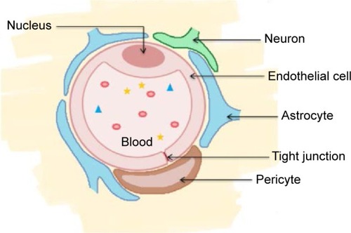 Figure 1 Cellular components of the blood–brain barrier (cross-sectional view).Citation3Notes: Adapted from Hawkins BT, Davis TP. The blood-brain barrier/neurovascular unit in health and disease. Pharmacological Reviews. 2005;57(2):173–185. Copyright © 2005 by The American Society for Pharmacology and Experimental Therapeutics.Citation3