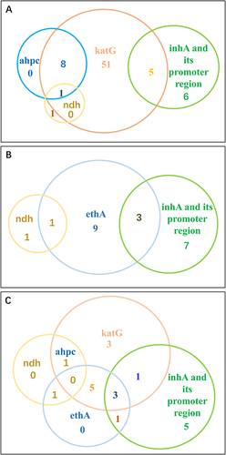 Figure 4 Distribution of INH and ETH resistant, and INH-ETH co-resistant isolates with different gene mutations. (A) Distribution of INH-resistant isolates with different gene mutations. (B) Distribution of ETH- resistant isolates with different gene mutations. (C) Distribution of cross-resistant to INH and ETH isolates with different gene mutations. The numbers within the circles represent the number of strains that have corresponding gene mutations.