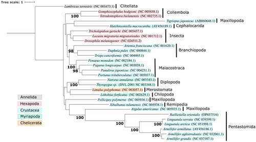 Figure 3. Maximum-likelihood phylogenetic tree based on 13 protein-coding genes from 27 Pancrustacean mitogenomes and 1000 ultrafast bootstrap replicates. Accession numbers are shown within parentheses, and the taxonomic classes are shown by vertical black bars. The Annelid Lumbricus terrestris was used as the outgroup. Nodes with ultrafast bootstrap support ≥95 are labeled.