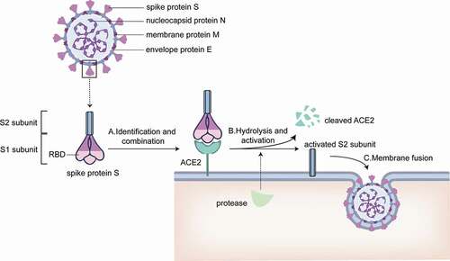 Figure 1. Membrane surface protein of SARS-CoV-2 and the mechanism of SARS-CoV-2 invading cells. A. S1 subunit recognizes and binds ACE2 on host cell membrane. B. Proteases from host cells disassemble ACE2 and activate S2 subunit C. Activated S2 subunit mediates the fusion of virus envelope and host cell membrane, and then the virus invades the cell.