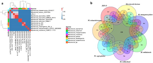 Figure 5. Similarities between the genome of strain JXN-3 and those of strains of Mycetocola. (a) Average nucleotide identity (ANI) heatmap; (b) Venn diagram showing core gene overlap among tested strains.