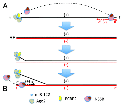 Figure 2. Potential mechanisms by which miR-122 could function to promote the initiation of (A) negative-strand or (B) positive-strand HCV RNA synthesis. Positive-strand (genome sense) RNA is shown in black, and negative-strand RNA in red. See text for details. RF, replicative form RNA.