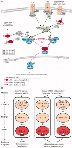 Figure 4. The molecular mechanisms of the anti-inflammatory activity of SSa. (a) shows the NF-κB pathway, (b) shows the MAPK pathway.