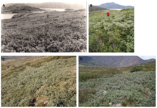 FIGURE A2. Changes in shrub cover in ungrazed plots (i.e. inside exclosures). A and C are from 1986 and 1992, respectively, whereas B and D are from 2009. Figure A and B show Site 5 (Ipiutaq); C and D show Site 1 (Qinngua Kangilleq). Photos: J. Feilberg/K. Raundrup.