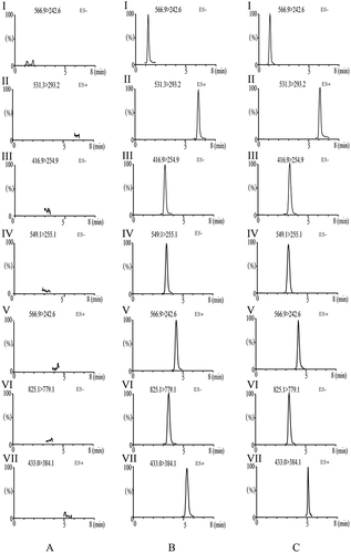 Figure 6 Representative MRM chromatograms of (I) mulberroside A, (II) kukoaMine B, (III) liquiritin, (IV) liquiritin apioside, (V) glycyrrhizic acid ammonium salt, (VI) digoxin (IS), (VII) schisandrin (IS) in rat plasmas: (A) MRM chromatograms of blank plasma samples, (B) blank spiked with combined standard solutions of the five analytes and IS, (C) rat plasma samples at 2 h after oral administration of XBSD.