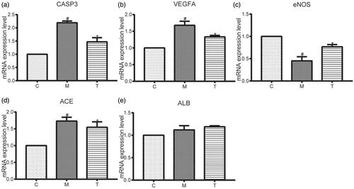 Figure 7. (a–e) The mRNA expression levels of five proteins (CASP3, VEGFA, eNOS, ACE, and ALB) in rats from the C, M, and T groups. determined using RT-qPCR. Data are expressed as the mean ± SEM. Independent sample t-tests were employed for comparison between the two groups. Differences with p < 0.05 were considered statistically significant. #p < 0.05, the M group vs. the C group; *p < 0.05, the T group vs. the M group.