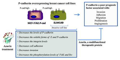 Figure 2. Multivalent anticancer action of azurin on P-cadherin overexpressing breast cancer cell lines.Citation38