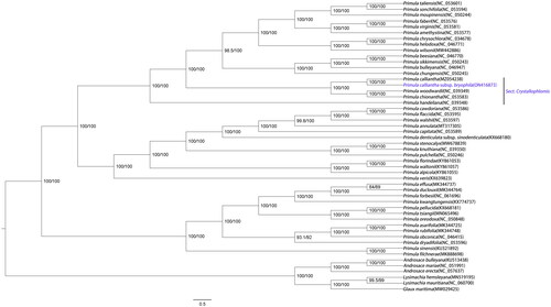 Figure 1. ML phylogenetic tree of Primula calliantha subsp. bryophila and 49 Primulaceae species based on complete chloroplast genome, branch supports values were reported as SH-aLRT/UFBoot.