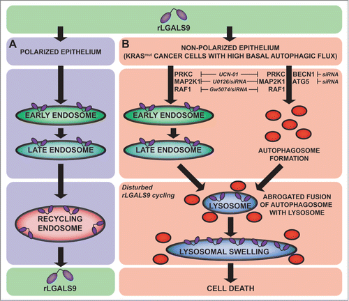 Figure 7. rLGALS9 internalization and signaling in CRC. (A) Internalization route of rLGALS9 in polarized epithelial cells. (B) Cell death pathway in nonpolarized KRAS mutant colon carcinoma cells.