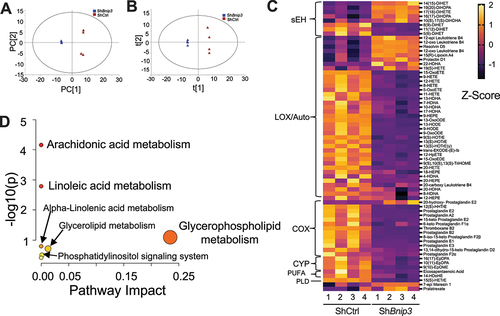 Figure 6. BNIP3 loss results in dysregulated eicosanoid metabolism in NP cells. Unsupervised principal component analysis (PCA) of widely targeted small metabolites. (B) Supervised partial least square-discrimination analysis (PLS-DA) model. (C) Heat map normalized concentration of eicosanoids differentially present between ShCtrl and ShBnip3 using ≤0.05% FDR adjusted p value. (D) Metabolic pathway analysis (MetPA) of differentially measured eicosanoids in ShBnip3. Data are from four independent experiments. The significance of affected metabolites less than p < 0.05 were used for the enrichment and pathway analysis.