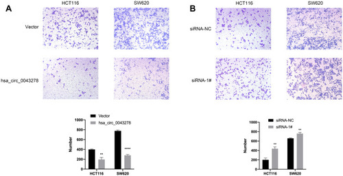 Figure 7 Hsa_circ_0043278 inhibits colorectal cancer cell migration.