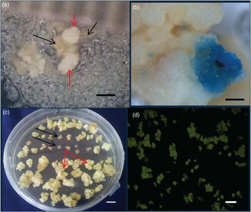 Figure 4. (a, b) Embryoid regenerants [red (pale) arrows] and non-transformed cell (black arrows) on hygromycin selection. Bars = 1 mm (a) and 1 cm (b). (c) Putatively transformed regenerants showing gus expression in GUS histochemical assay. Bar = 1 mm. (d) Transformed cells appear as green fluorescence under ultraviolet excitation. Bar = 10 µm.