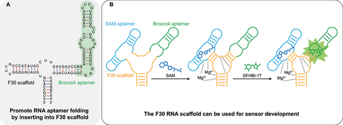 Figure 2. Using RNA scaffolds to promote folding of artificial RNA aptamers. (a) Secondary structure of F30-Broccoli fusion. Broccoli was inserted into one arm of F30 by removing the terminal loop and replacing with Broccoli sequence [Citation23]. (b) A novel design which uses the F30 RNA scaffold to develop sensors. In this example, S-adenosyl methionine (SAM) (dark blue) binding aptamer (light blue) was inserted into one arm of the F30 (orange) in such a way that the F30 arm was unstable and thus destabilized the entire F30 three-way junction region. The adjacent arm harbouring Broccoli aptamer (green) also became unfolded. Upon binding SAM, the SAM aptamer helical stem was stabilized, which promoted the folding of the entire junction region via Mg2+ ions and non-Watson-Crick interactions. Broccoli aptamer folds and binds DFHBI-1T to produce green fluorescence as a result [Citation52].