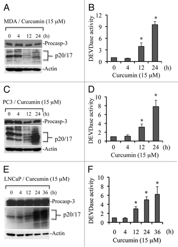 Figure 1 Curcumin induces caspase 3 activation in multiple cell types. MDA-MB231 (A and B), PC3 (C and D) and LNCaP (E and F) were treated with curcumin (15 µM) for the indicated times. At the end of treatment, cells were harvested, washed with 1x PBS and lysed in caspase lysis buffer.Citation26 Equal amounts of protein were subjected to protein gel blotting for detection of caspase 3 processing or used for caspase 3 activity measurements (i.e., DEVDase activity). MDA, MDA-MB231 cells; and procasp-3, procaspase 3. Data are mean ± SD of three independent experiments. *p < 0.01.