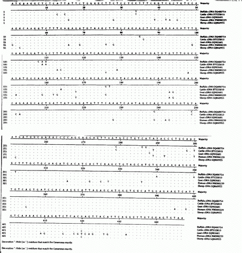 Figure 1.  Lysozyme cDNA sequence alignment between different ruminants and human.