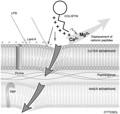 Figure 3. Action of colistin on bacterial membrane. The cationic cyclic decapeptide structure of colistin binds with the anionic LPS molecules by displacing calcium and magnesium from the outer cell membrane of Gram-negative bacteria, leading to permeability changes in the cell envelope and leakage of cell contents. By binding to the lipid A portion of LPS, colistin also has an anti-endotoxin activity. Disruption of the membranes should promote permeability for more conventional anti-pseudomonals. LPS: lipopolysaccharides; PBP: penicillin-binding protein. (From Martis et al.Citation58).