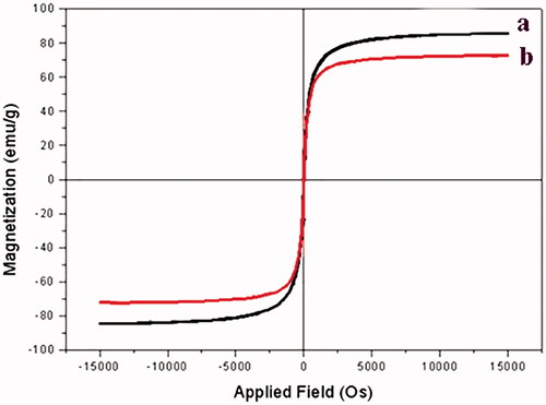 Figure 4. Magnetization curves of (a) uncoated Fe3O4 NPs and (b) CA-MNPs.