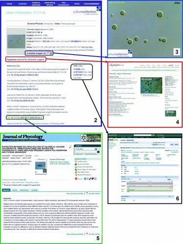 Figs 2–6. Screenshots of the KnowledgeBase entry for the authentic type culture Chlorella vulgaris CCAP 211/11B. 2, All core information about this strain is directly available on the entry page. Hyperlinks to: 3, the corresponding microscopy pictures; 4, AlgaeBase entry; 5, European Nucleotide Archive; 6, exemplar peer-reviewed paper from the literature references listed on Fig. 2 are circled in blue, red, black and green, respectively.