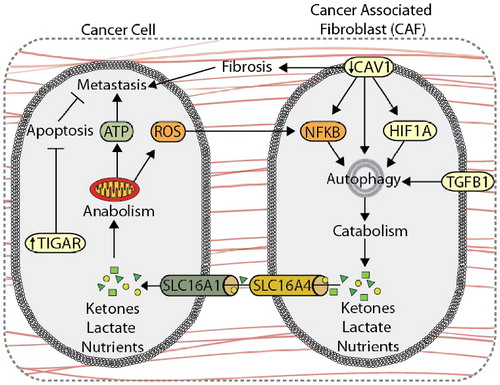 Figure 5. Autophagy compartmentalization promotes metabolic coupling between cancer cells and cancer-associated fibroblasts (CAFs). Autophagy-mediated metabolic coupling between cancer cells and stromal cells promotes tumor cell growth and metastasis. Loss of CAV1 promotes autophagy and catabolic metabolism through increased NFKB and HIF1A signaling, generating metabolic fuel, such as ketones and lactate, which are used to drive anabolism. Metabolite transport is mediated by increased expression of SLC16A4 and SLC16A1 on CAFs and cancer cells, respectively. Autophagy-mediated metabolic coupling suppresses apoptosis in cancer cells through increased TIGAR expression. CAV1 also promotes fibrosis by increasing SERPINE1 and FN1 expression.
