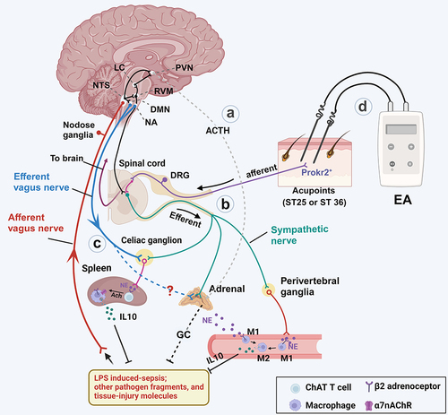 Figure 1 Inflammation reflex route and EA-induced anti-inflammatory action. Sepsis and other pathogen fragments stimulate the afferent activity of the vagal nerve, which then transmits the inflammatory information to the nucleus tractus solitarius (NTS). The NTS can directly or indirectly transmit it to the paraventricular nucleus (PVN) through the rostral ventromedial medulla (RVM). Subsequently, the PVN activates the hypothalamic-pituitary-adrenal (HPA) axis against inflammation (a). Simultaneously, the reciprocal connection between the NTS and the dorsal motor nucleus (DMN) leads to the activation of the efferent activity of the vagal nerve in the DMN. This activation then triggers the vagal-spleen/adrenal pathway. Furthermore, upon receiving signal inputs, the RVM descends and activates the preganglionic sympathetic neurons (b). This activation not only initiates the systemic sympathetic-adrenal axis but also stimulates the local sympathetic anti-inflammatory process by releasing norepinephrine (NE). Notably, both the vagal nerve efferent and sympathetic nerve propagate to the celiac ganglia. In the celiac ganglia, they activate the postganglionic spleen sympathetic nerve, which releases NE to activate the classic cholinergic anti-inflammatory pathway (CAIP) (c). Acupuncture can activate the anti-inflammatory pathway in a somatotopic and intensity-dependent manner (d). High-intensity Electroacupuncture (EA) at the homotopic acupoint (ST25) produces an anti-inflammatory effect by triggering the sympathetic-adrenal axis, while low-intensity EA at ST36 exerts the anti-inflammatory effect on sepsis by activating the vagal-spleen or vagal-adrenal pathway.