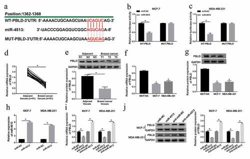 Figure 5. PBLD was a target of miR-4513. (a) Partial complementary sequences between miR-4513 and PBLD. (b and c) The luciferase activity analysis for the luciferase activity after co-transfection with WT-PBLD or MUT-PBLD and miR-4513 or miR-NC in breast cancer cells. (d-g) The mRNA and protein levels of PBLD in breast cancer tissues and cell lines. (h) The acceleratory efficiency of miR-4513 mimic on miR-4513 level in MCF-7 and MDA-MB-231 cells. (i and j) QRT-PCR and western blot analyses for the mRNA and protein levels of PBLD in breast cancer cells after transfection with miR-4513 or anti-miR-4513. *P < 0.05